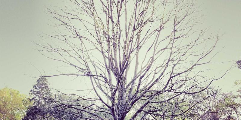 神经扣个性化定制方案：基于患者解剖结构的医疗耗材适配与优化