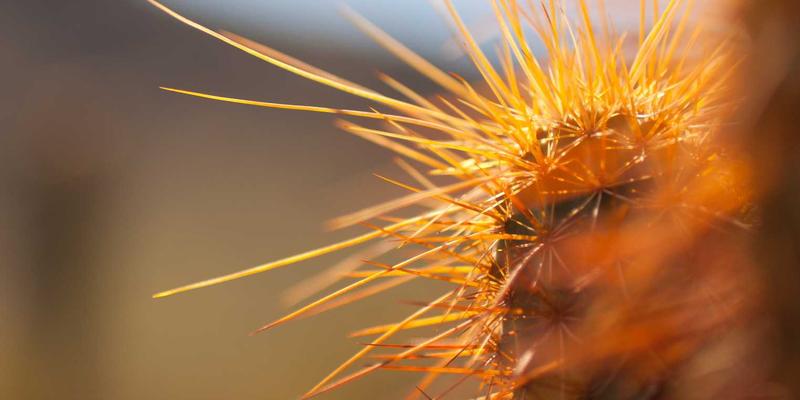 神经扣电极阵列：高密度集成技术如何革新健康护理与神经信号采集